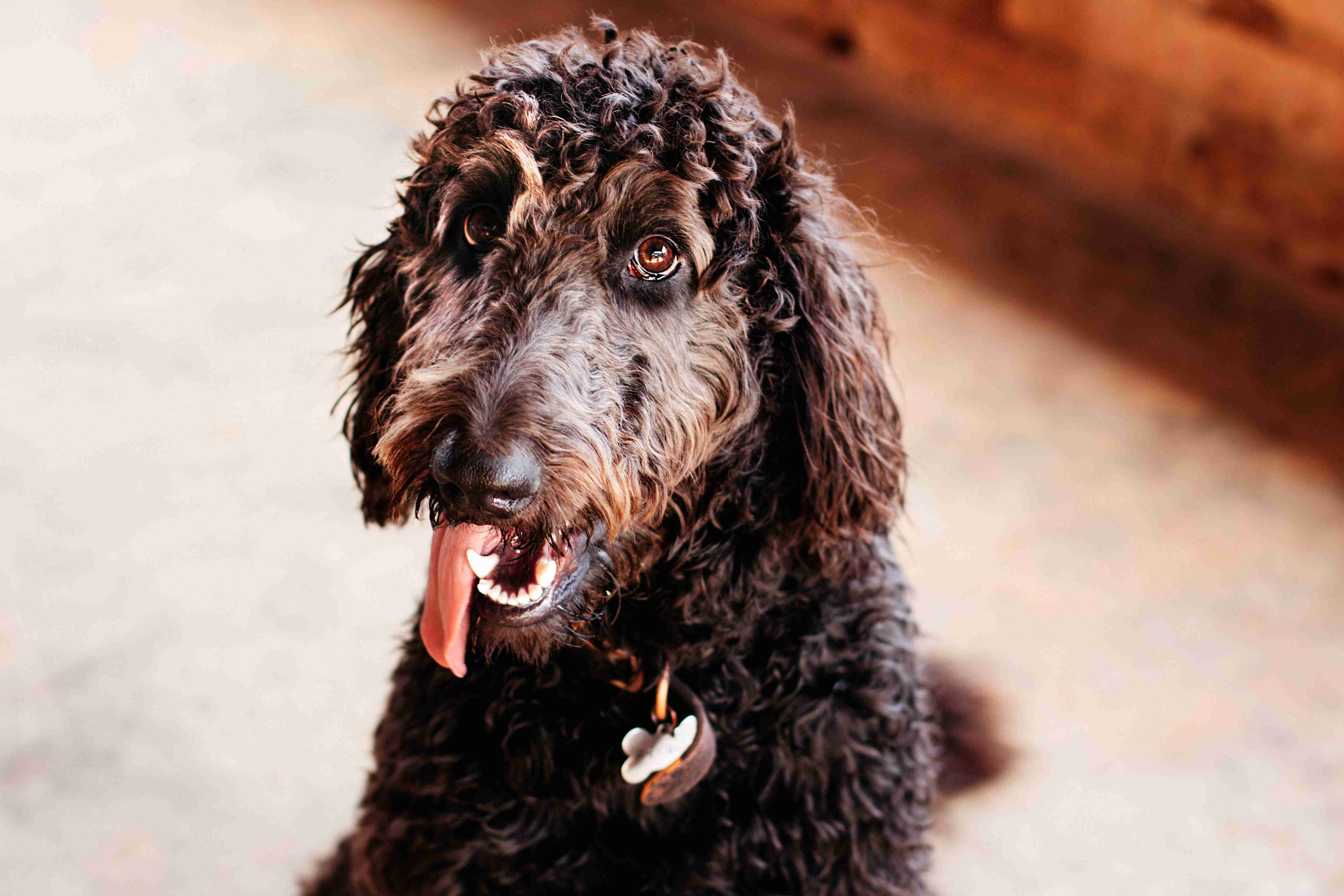 5 Effective Tips to Manage Over-Grooming in Goldendoodles: A Complete Guide